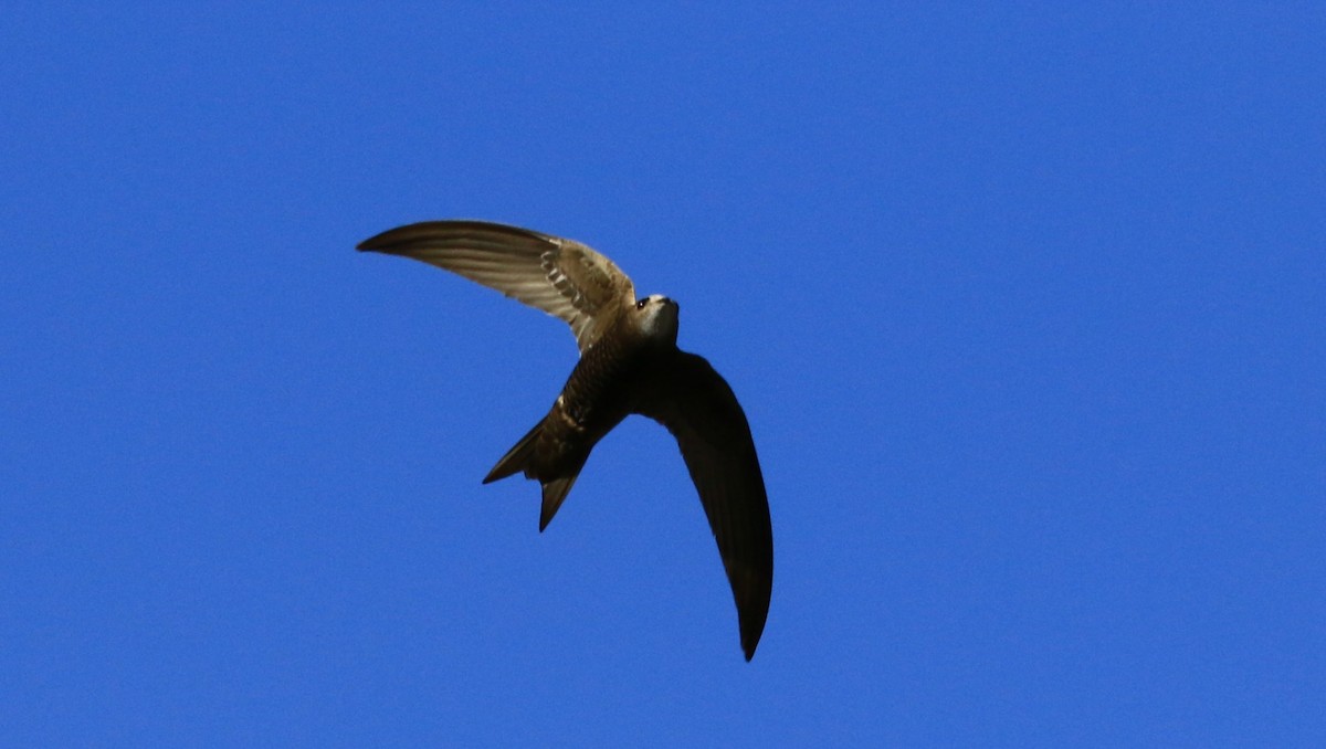 Common/Pallid Swift - ML621641731