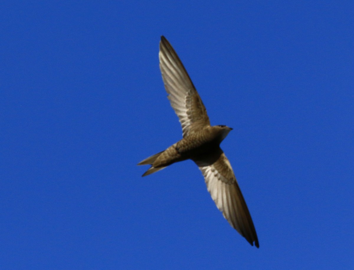 Common/Pallid Swift - ML621641734