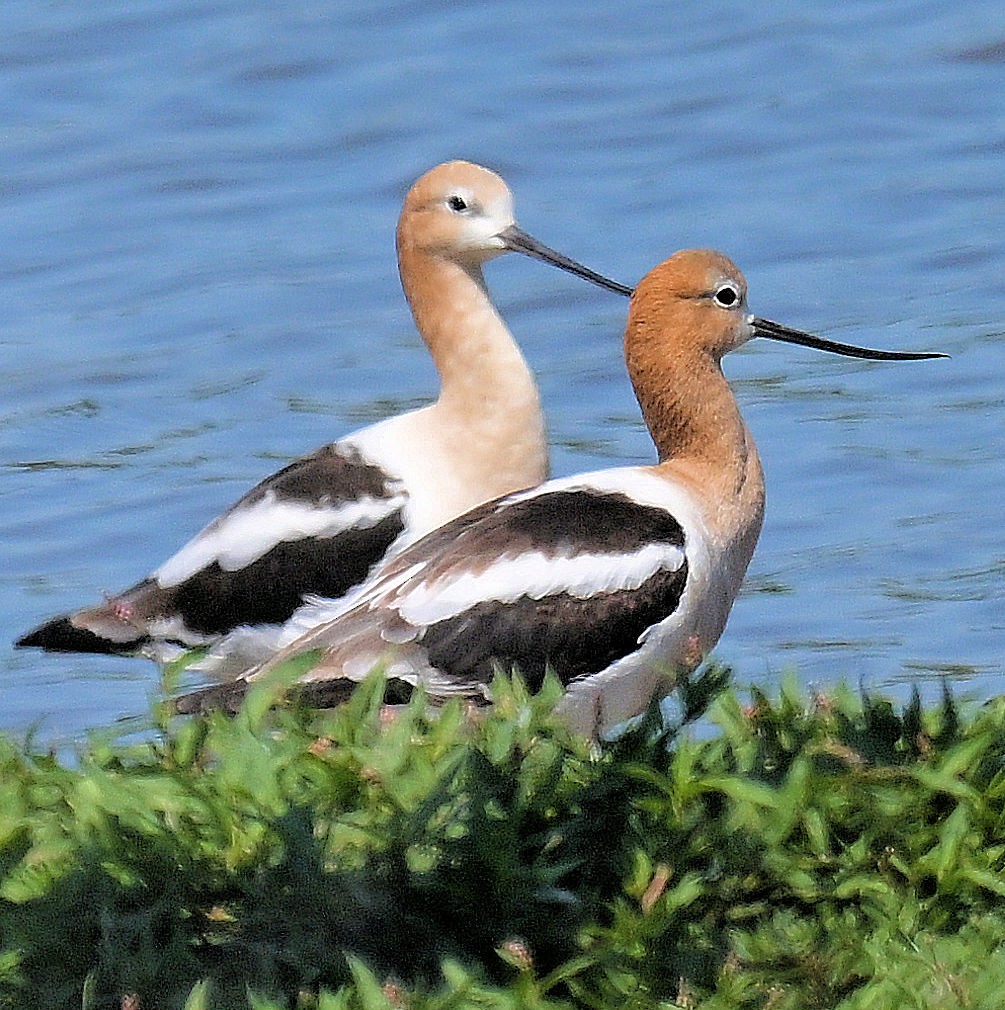 eBird Checklist - 19 Jul 2024 - Lake Springfield--Beach House - 5 species