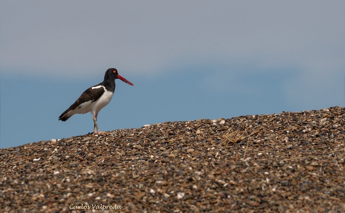 American Oystercatcher - ML621641799