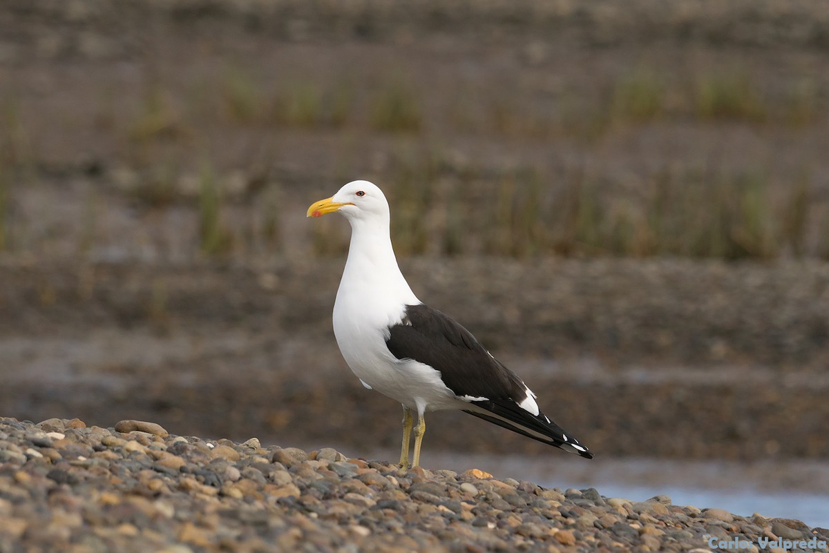 Kelp Gull - ML621641938