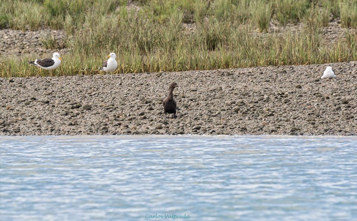 Neotropic Cormorant - ML621642004