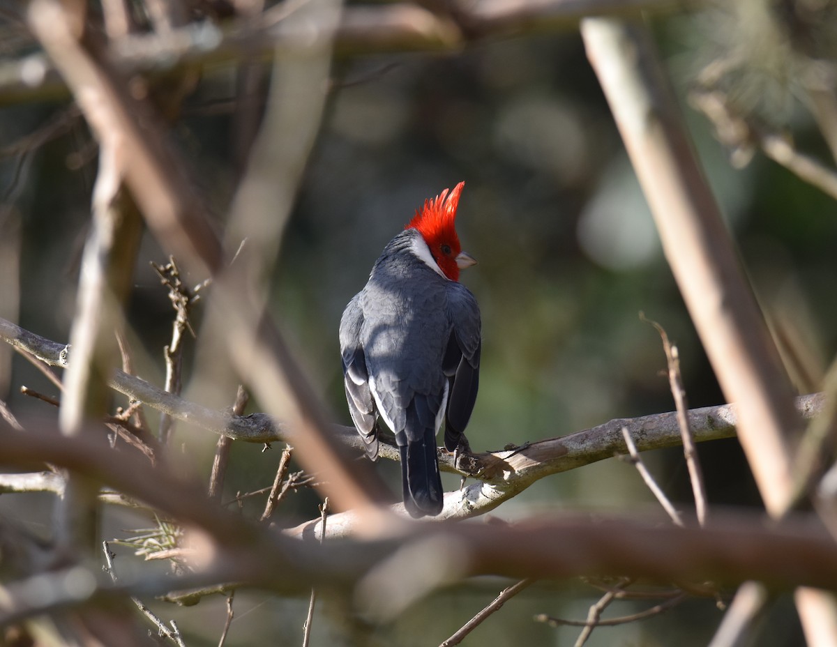 Red-crested Cardinal - ML621642153