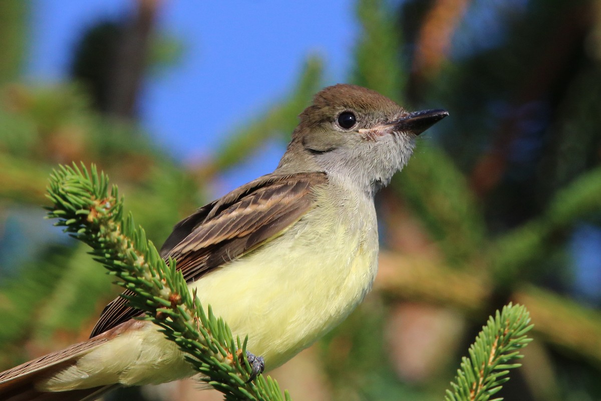 Great Crested Flycatcher - ML621642159