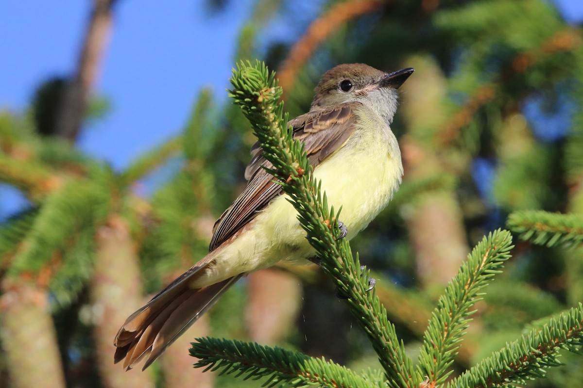Great Crested Flycatcher - ML621642161