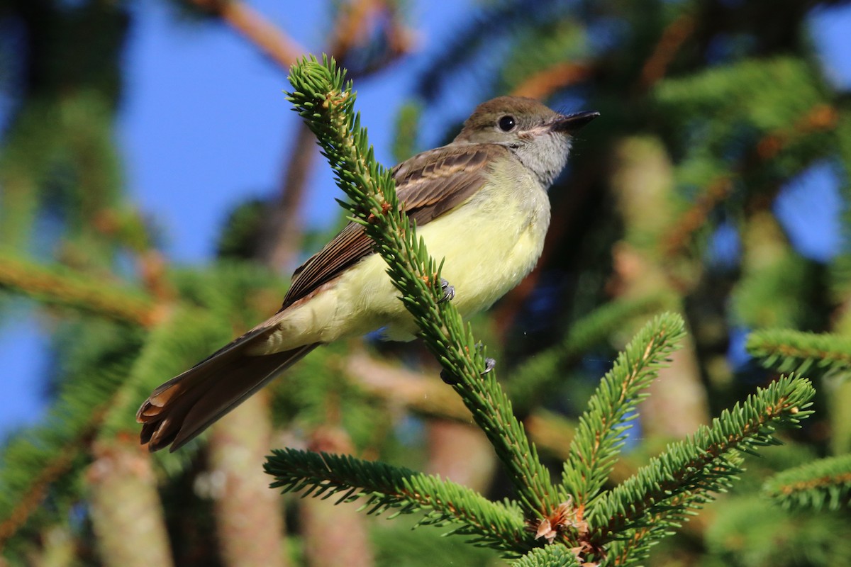 Great Crested Flycatcher - ML621642162
