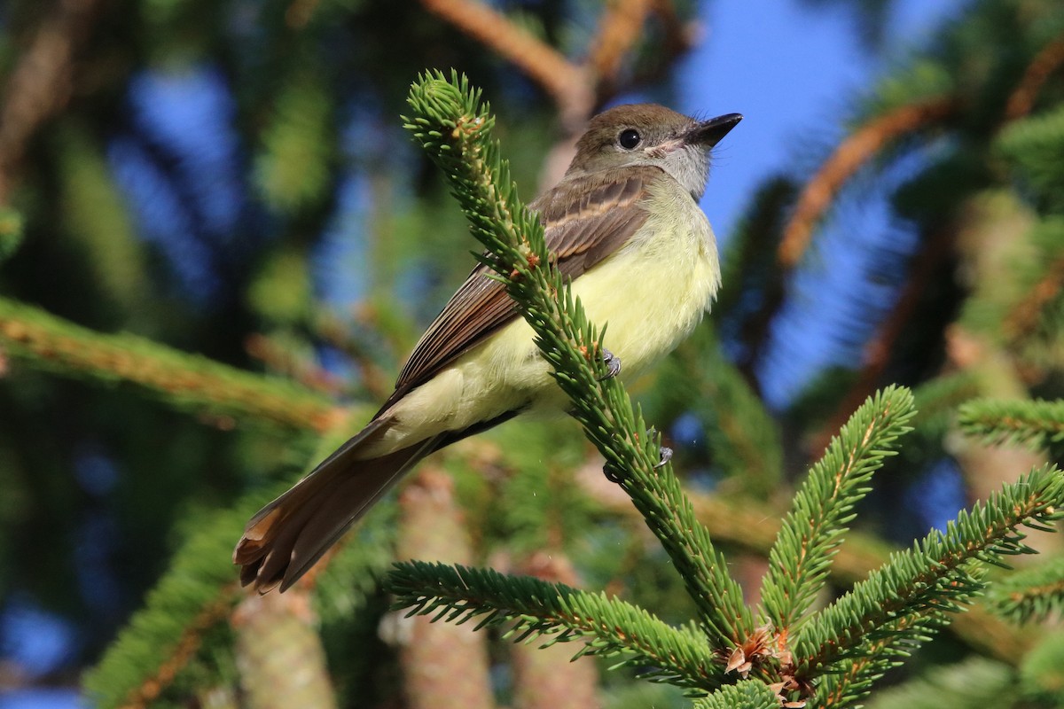 Great Crested Flycatcher - ML621642163