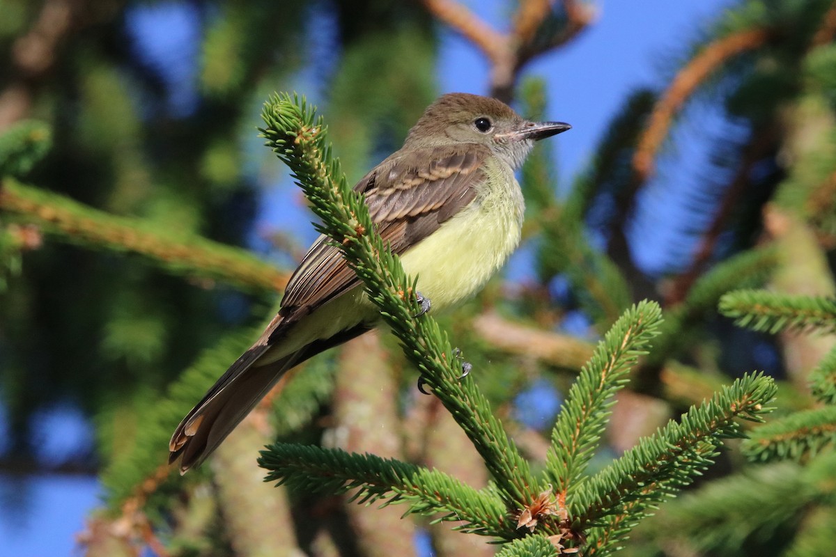 Great Crested Flycatcher - ML621642164