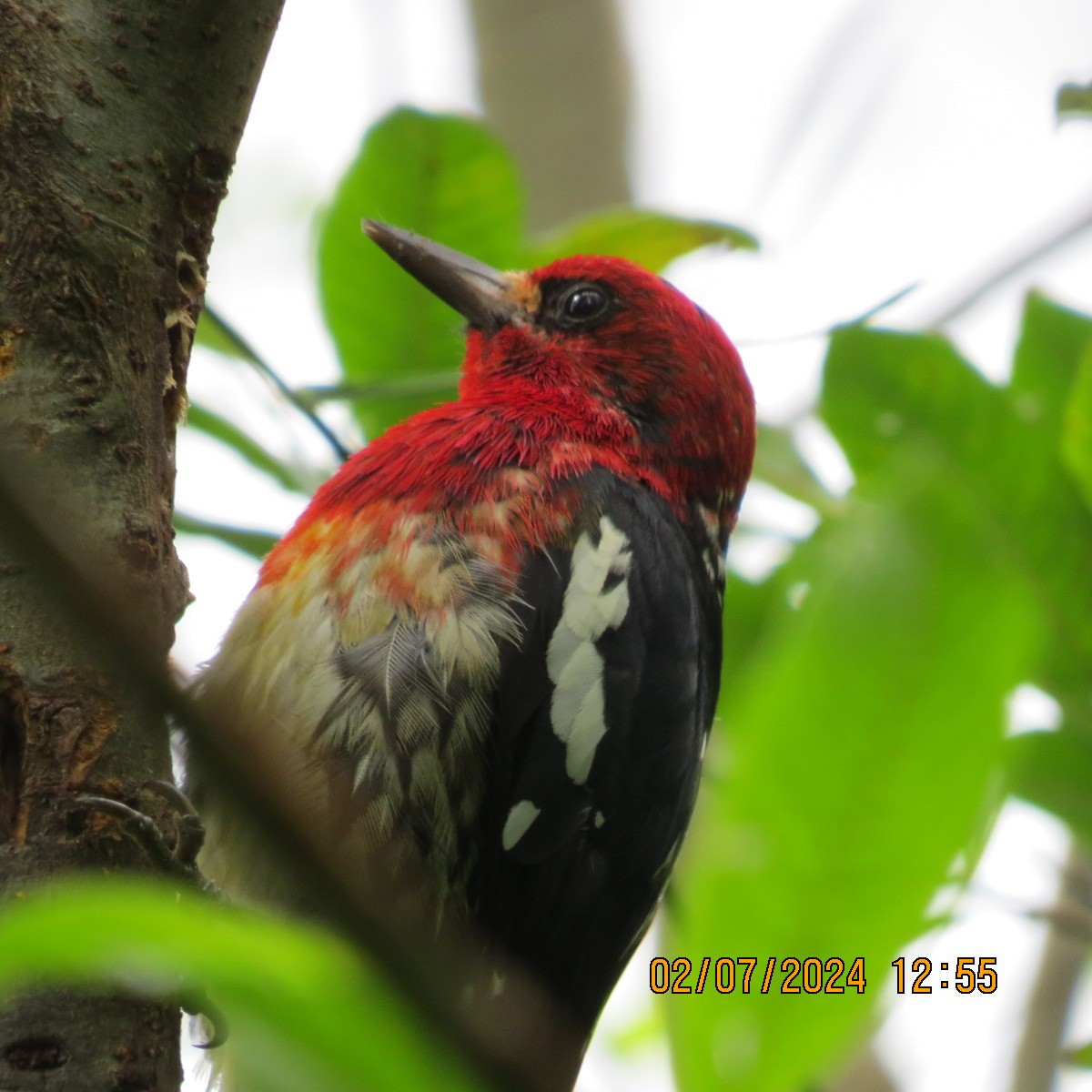 Red-breasted Sapsucker - ML621642168