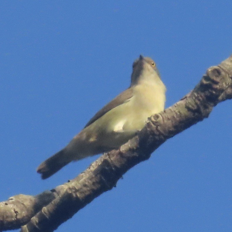 White-bellied Dacnis - ML621642219