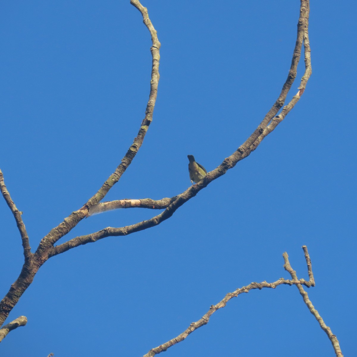White-bellied Dacnis - ML621642248