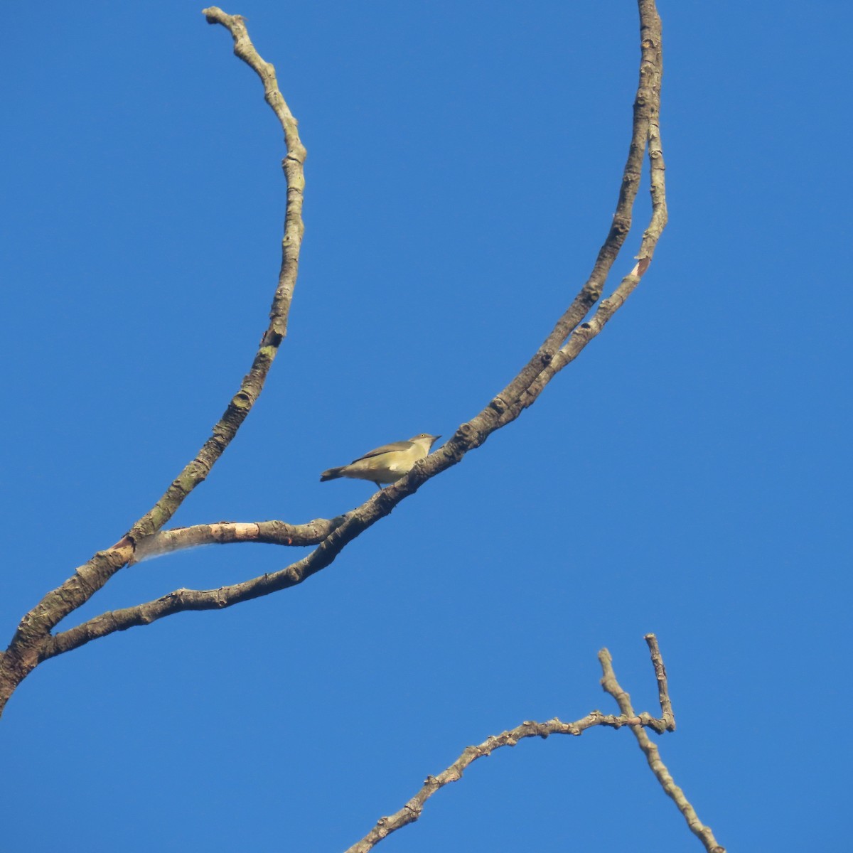 White-bellied Dacnis - ML621642253