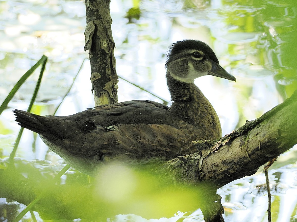 Canard branchu - ML621642266