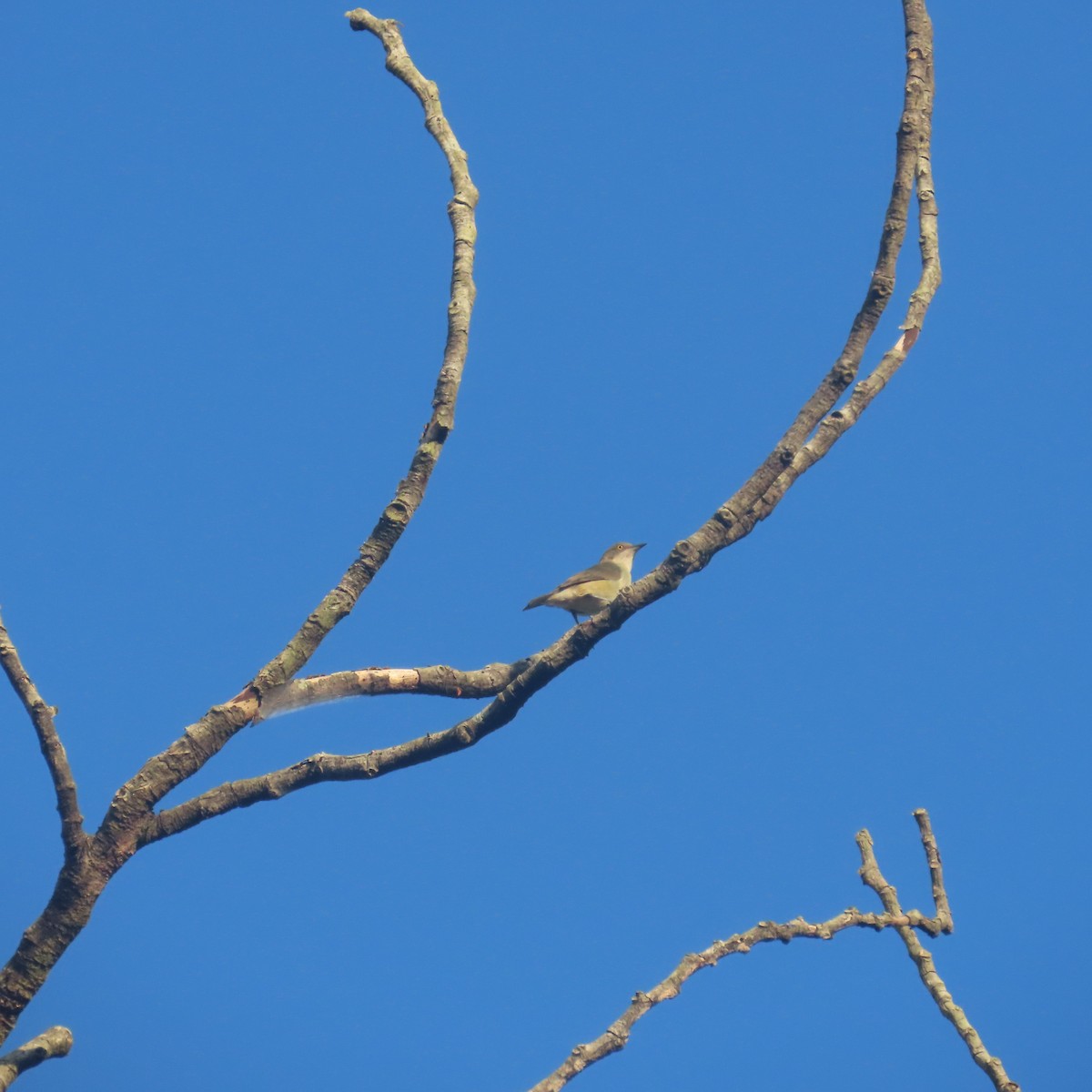 White-bellied Dacnis - ML621642284