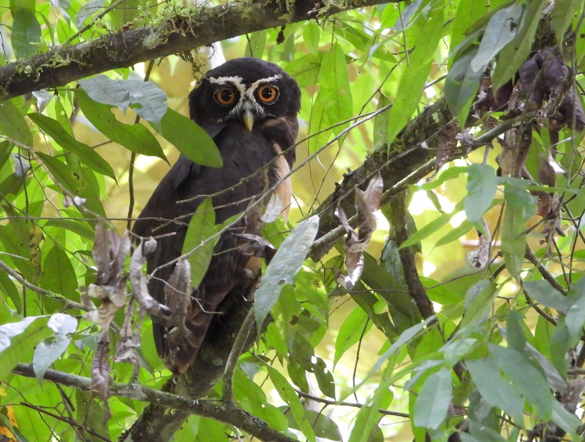 eBird Checklist 16 Jul 2024 RN Cañon del Río Claro 63 species