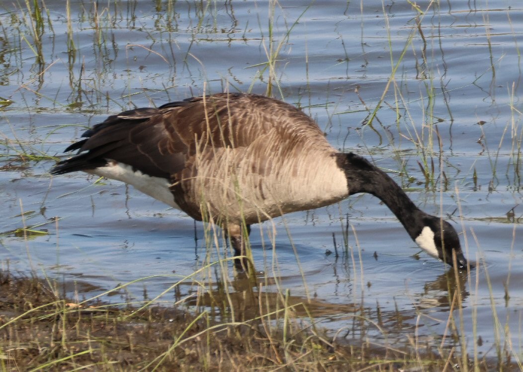 Canada Goose - Vince Folsom