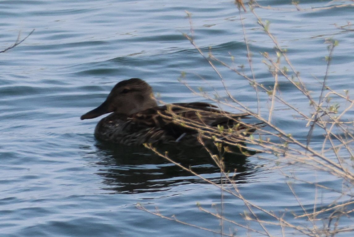 Canard colvert - ML621642342