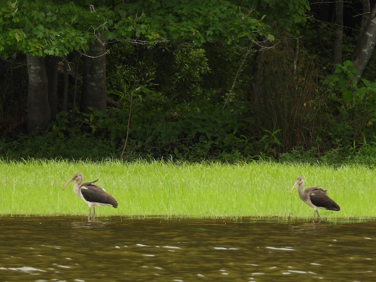 White Ibis - ML621642359