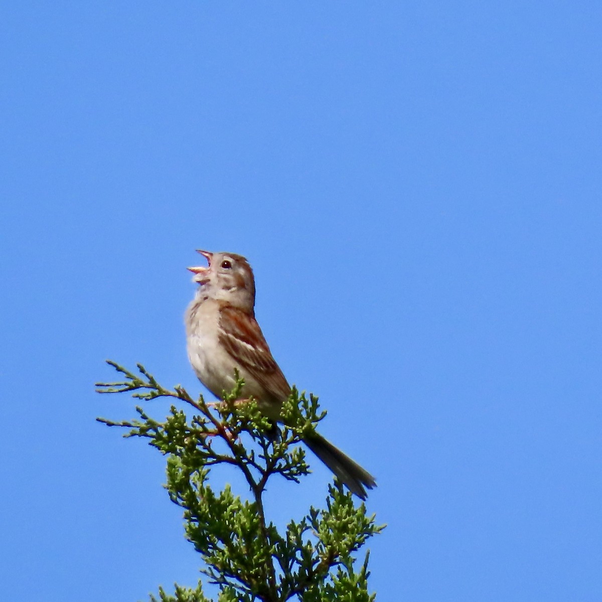 Field Sparrow - ML621642363