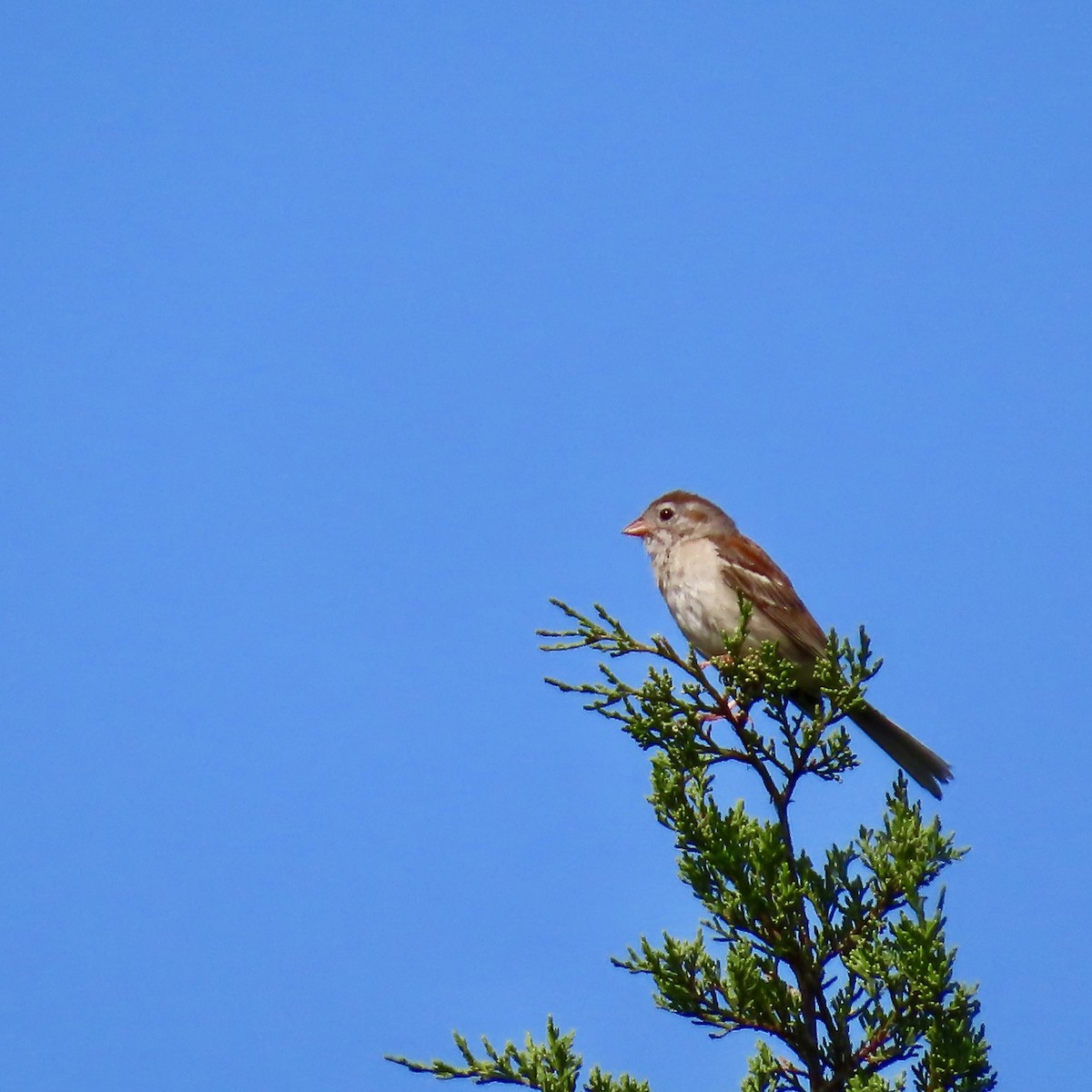 Field Sparrow - ML621642364