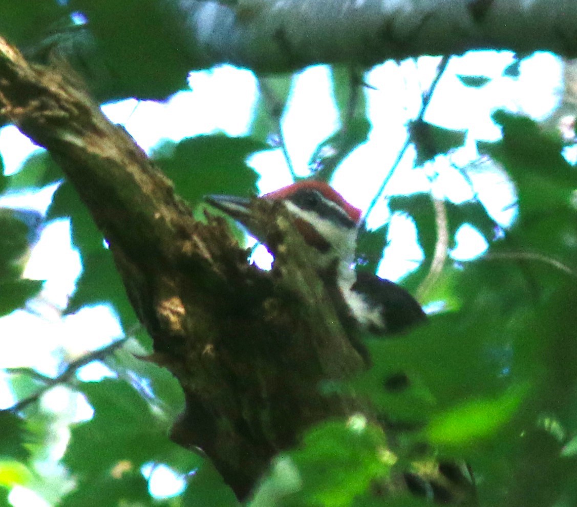 Pileated Woodpecker - ML621642372