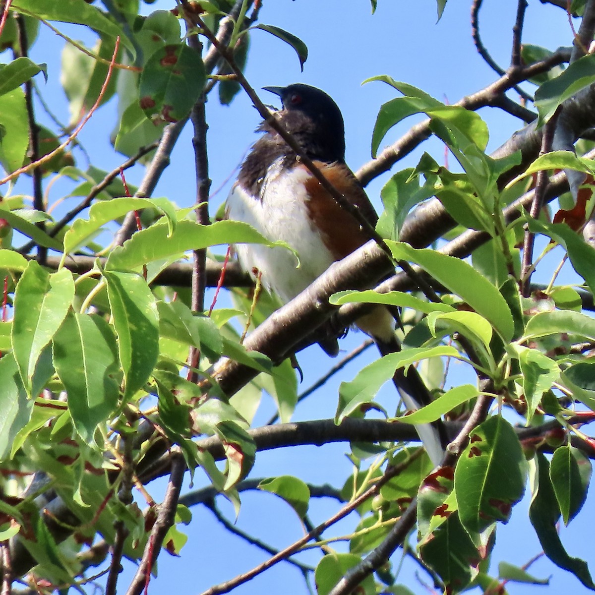Eastern Towhee - ML621642386