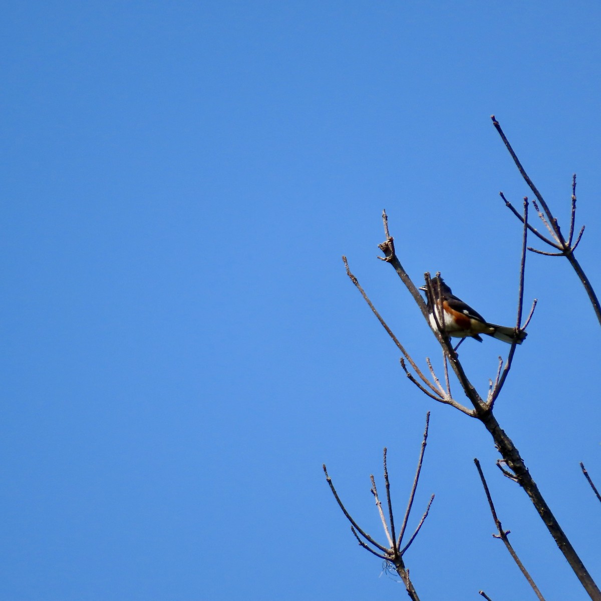 Eastern Towhee - ML621642387