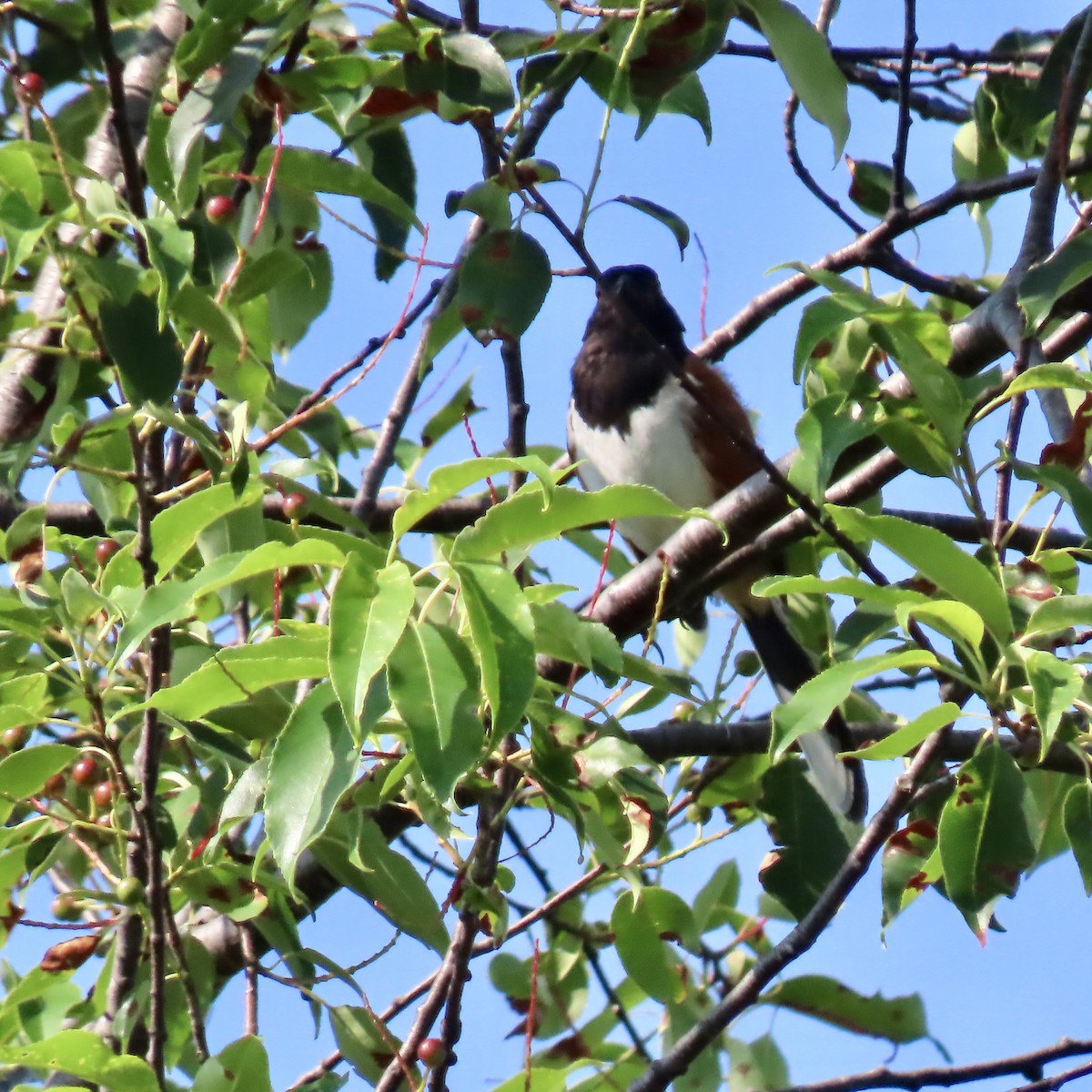 Eastern Towhee - ML621642388