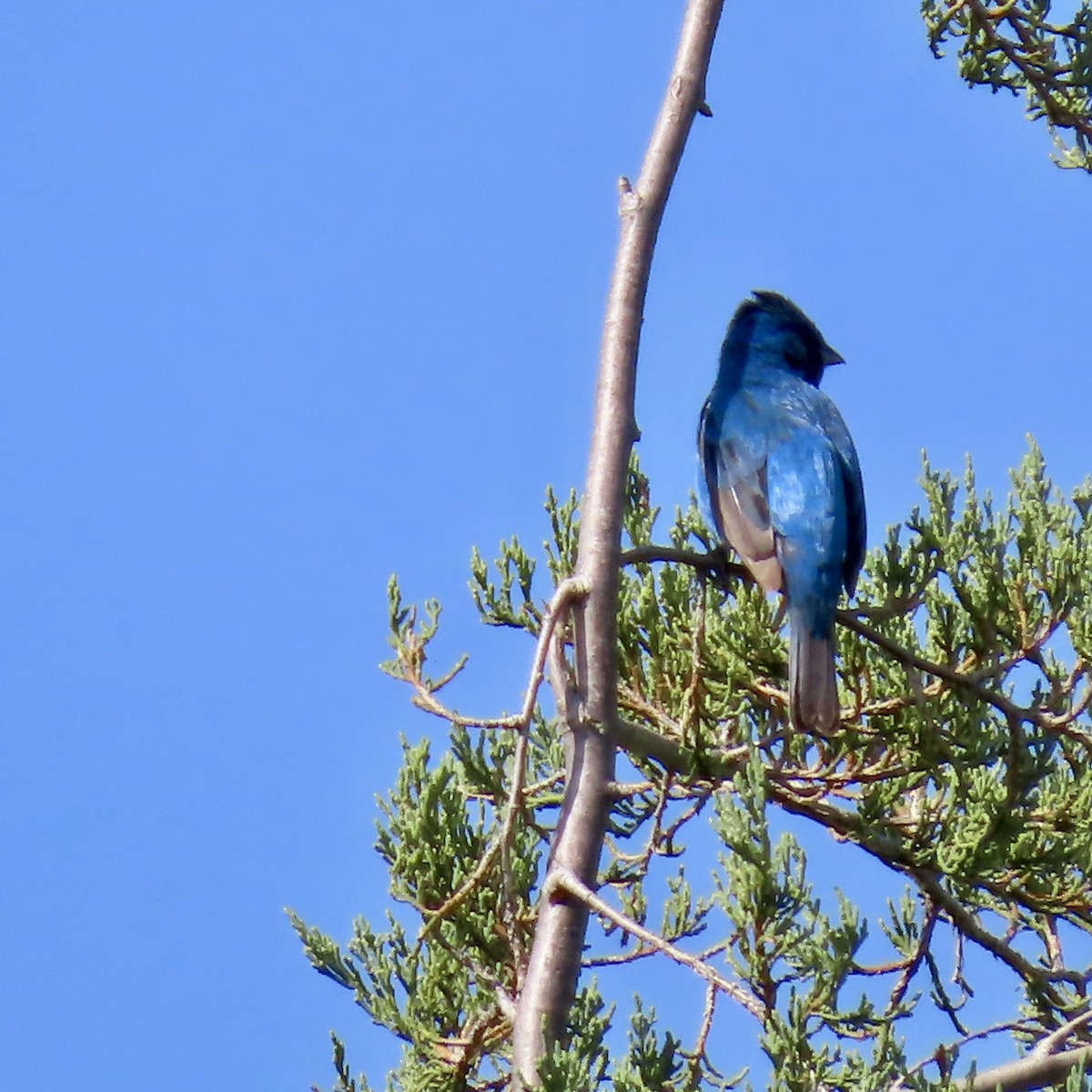 Indigo Bunting - ML621642403