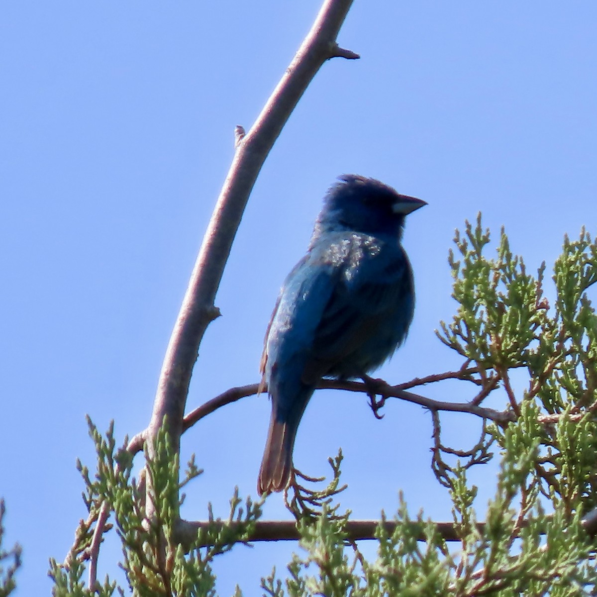 Indigo Bunting - ML621642404