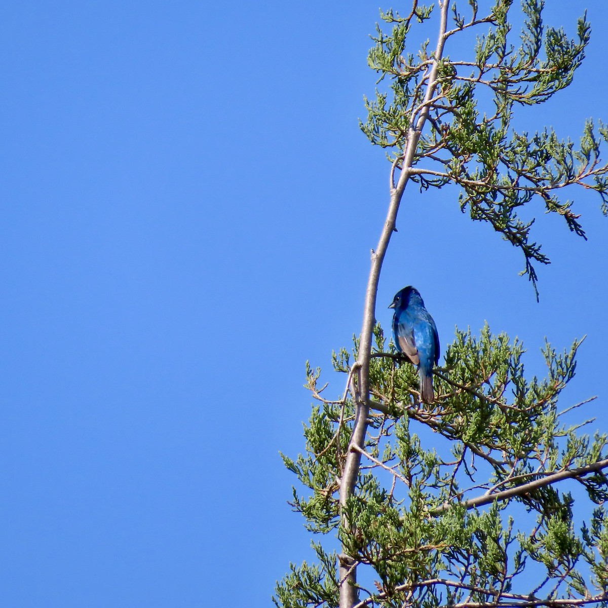 Indigo Bunting - ML621642405
