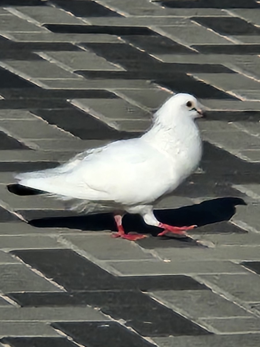 Rock Pigeon (Feral Pigeon) - ML621642438