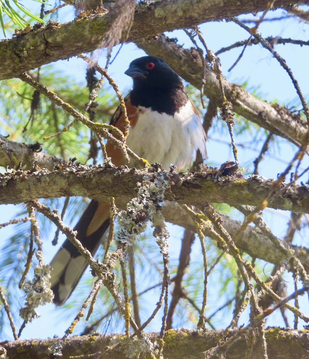 Spotted Towhee - ML621642457