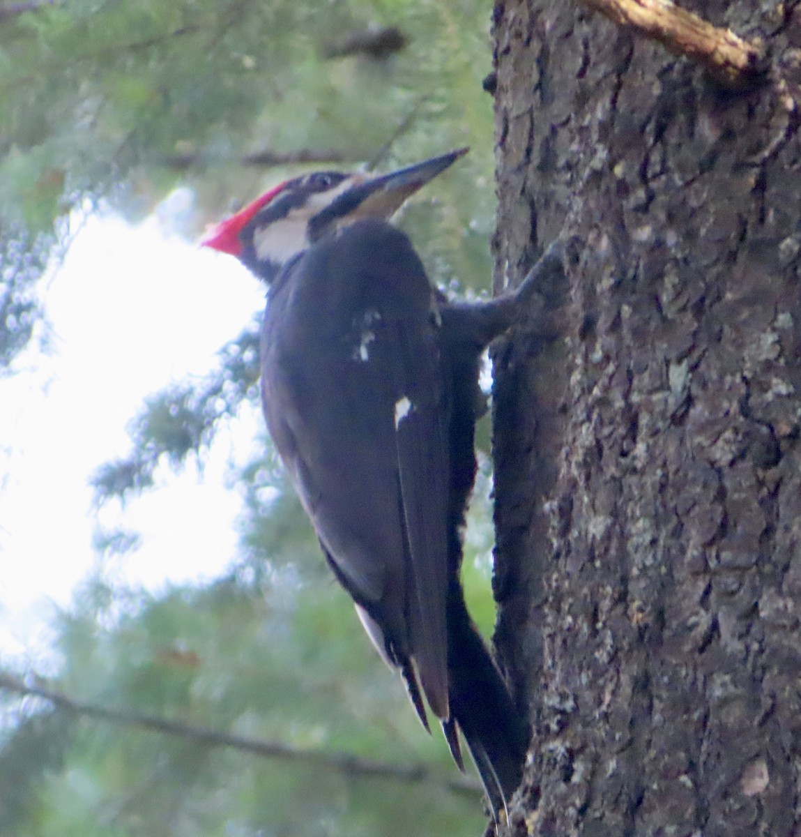 Pileated Woodpecker - ML621642466
