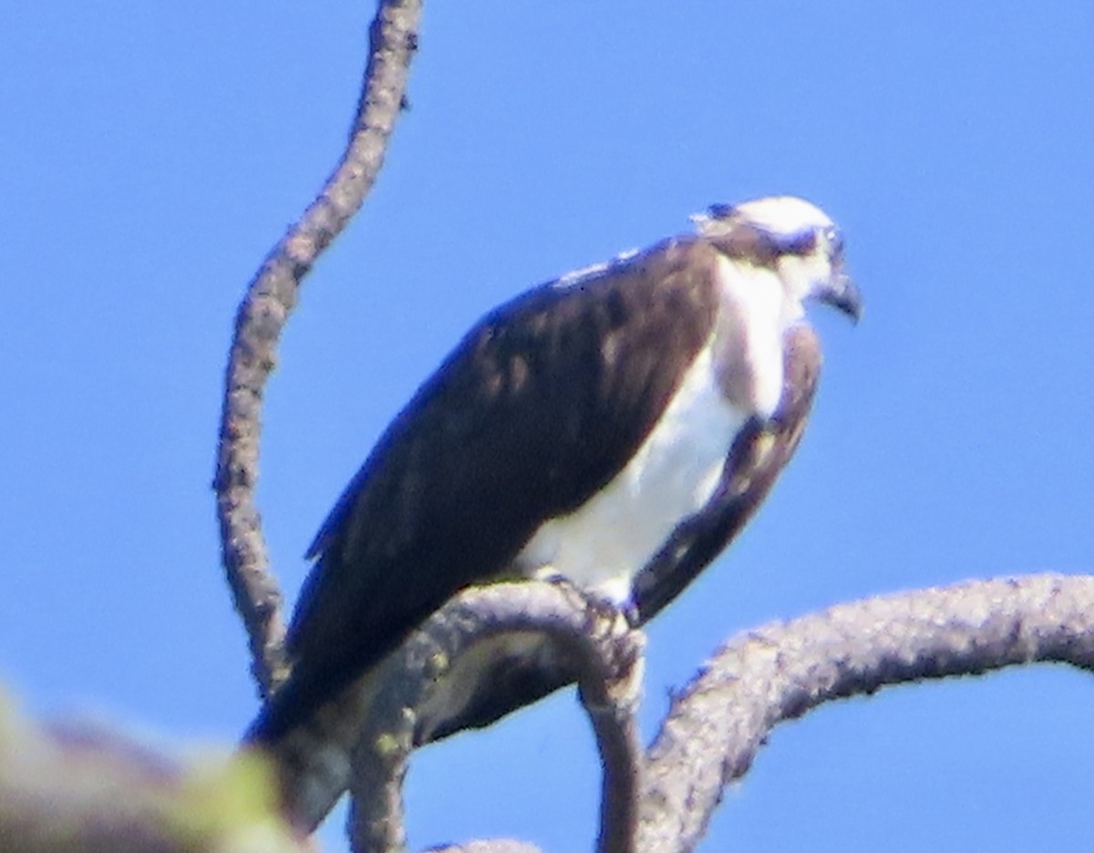 Osprey - ML621642469