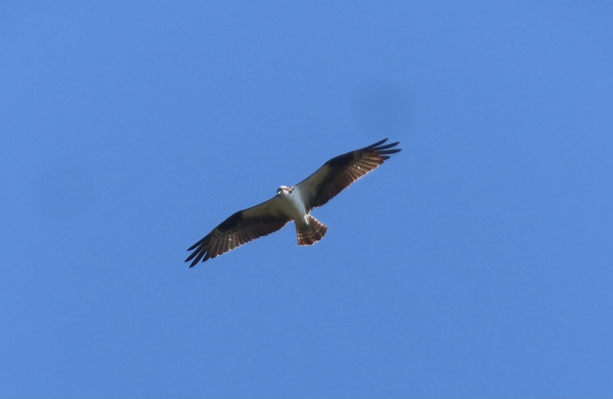 Osprey - ML621642470