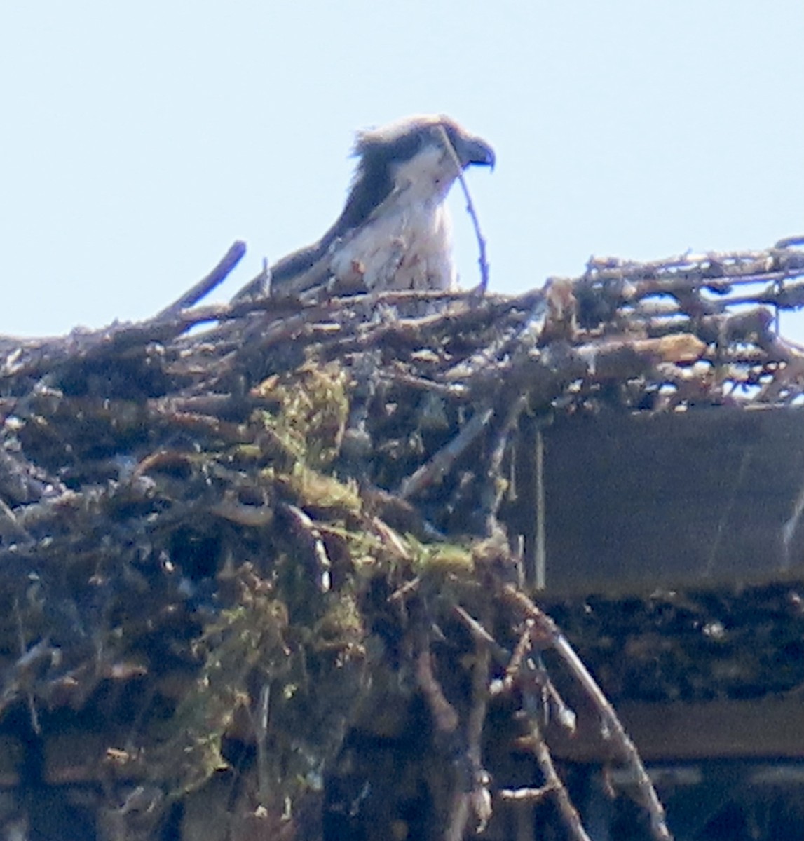 Osprey - ML621642471