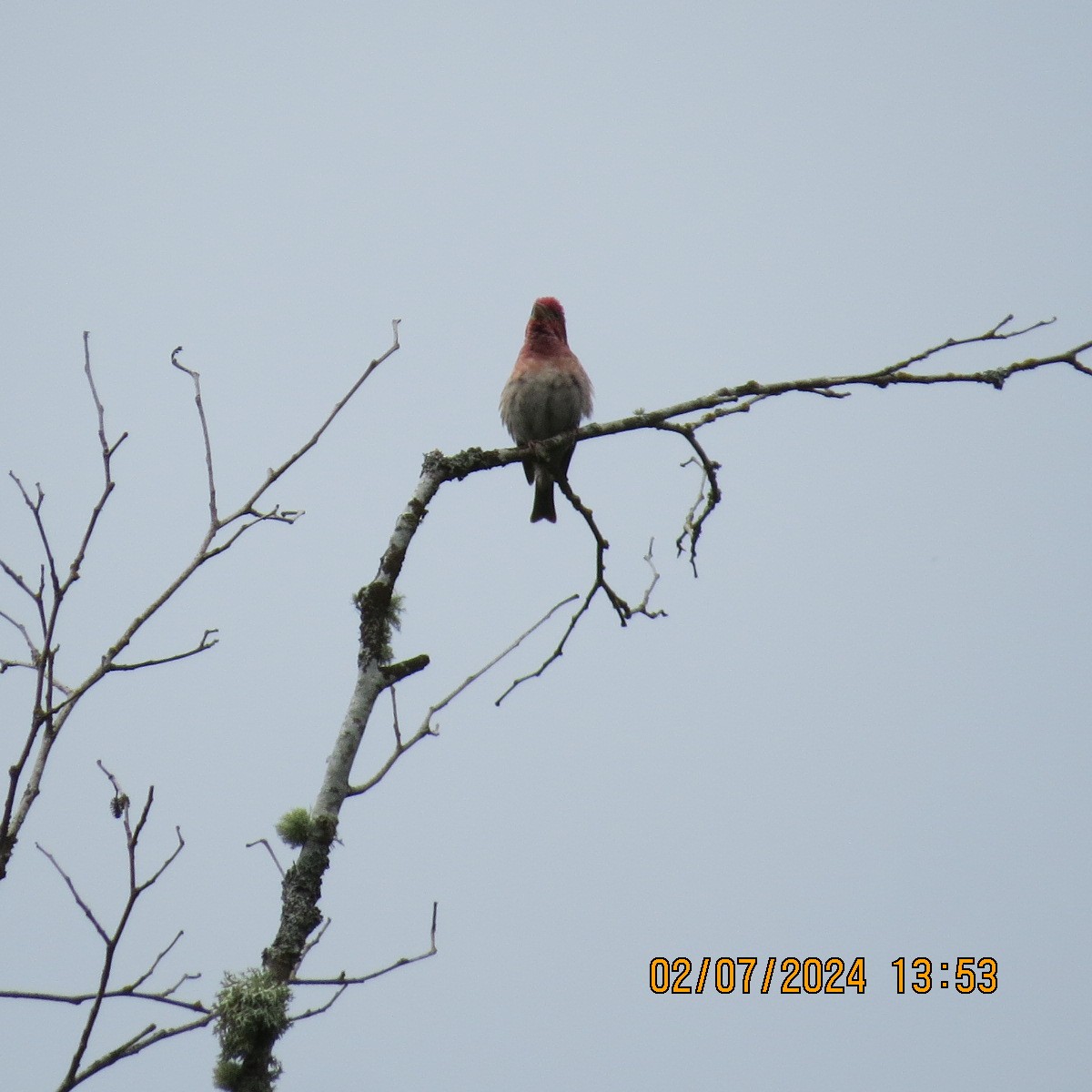 Purple Finch - ML621642488