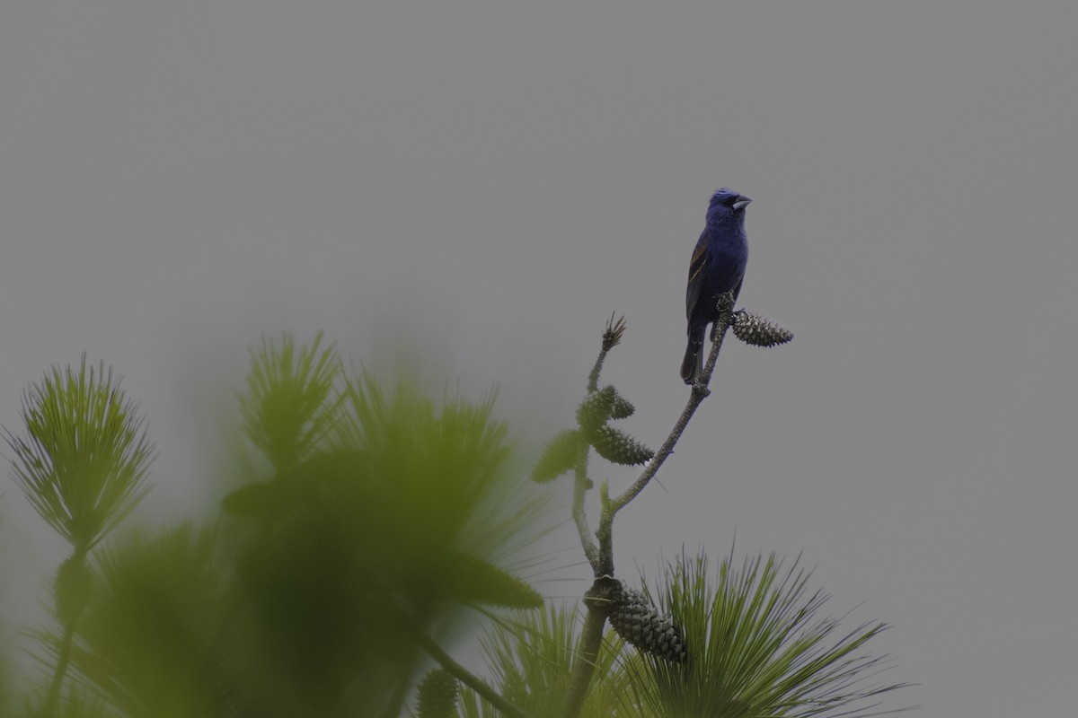 Blue Grosbeak - ML621642657