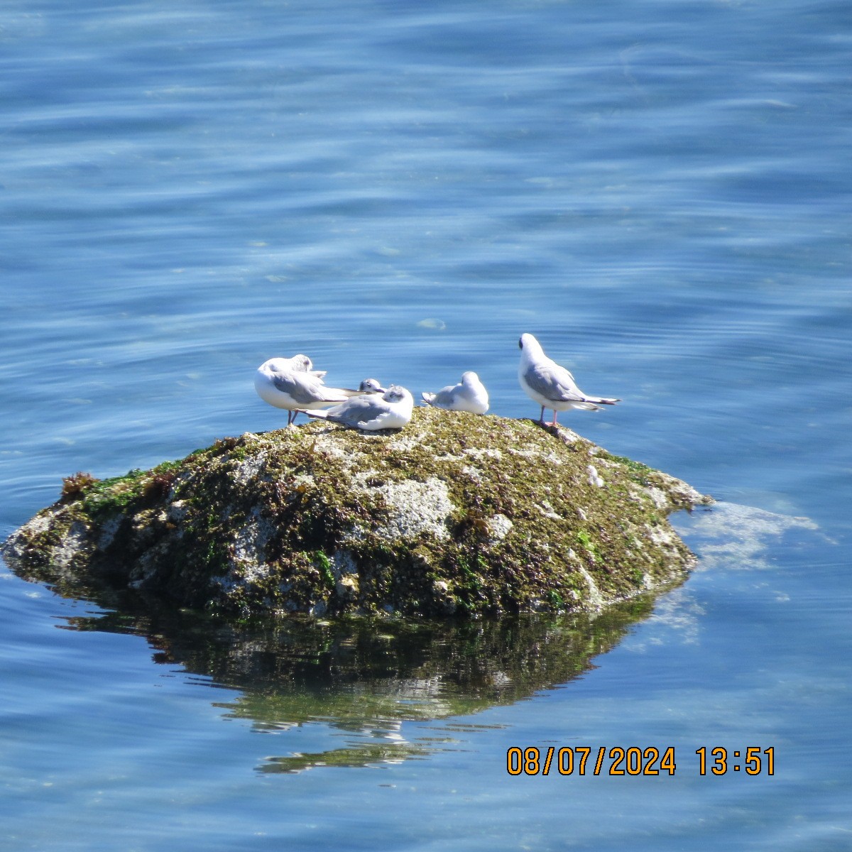 Bonaparte's Gull - ML621642724