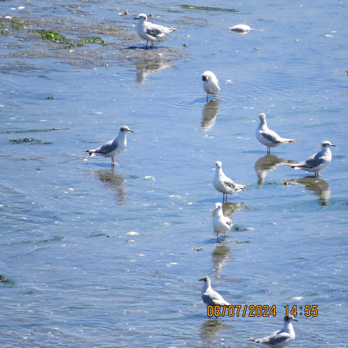 Bonaparte's Gull - ML621642726