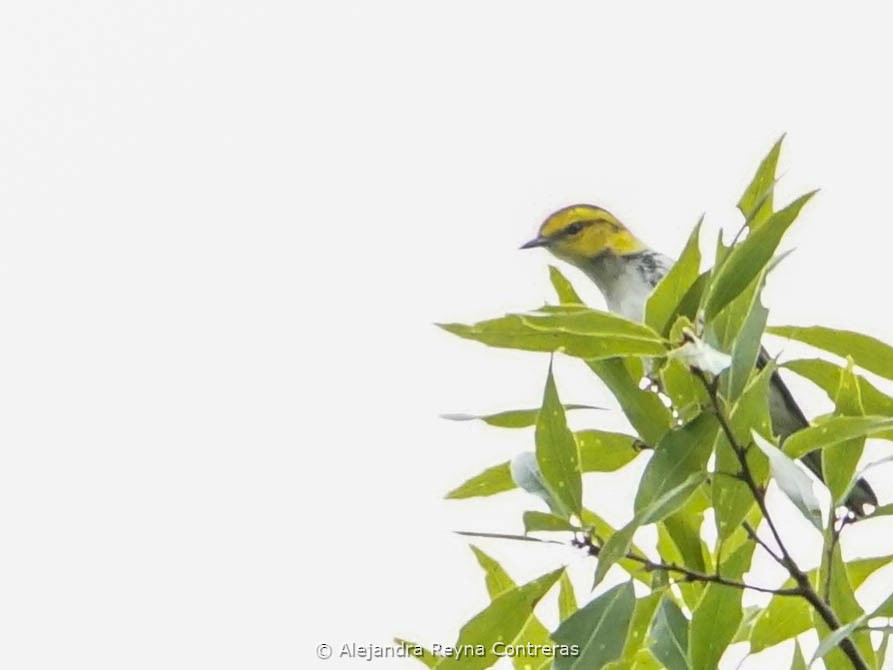 Golden-cheeked Warbler - ML621642777