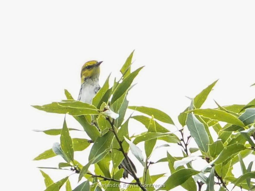 Golden-cheeked Warbler - ML621642779