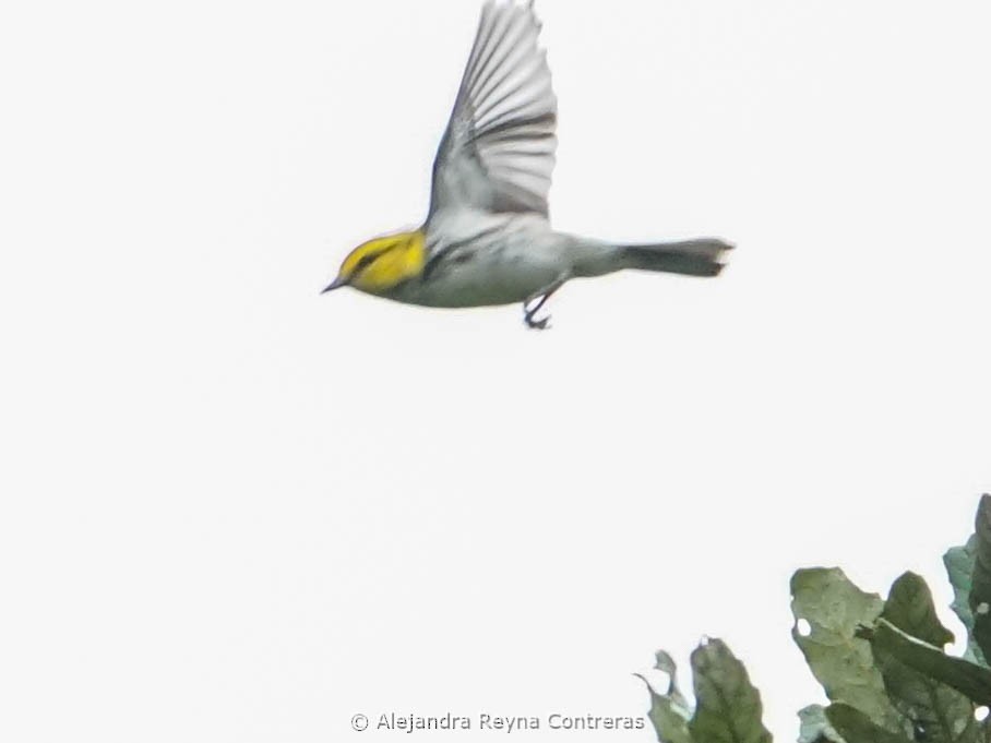 Golden-cheeked Warbler - ML621642780