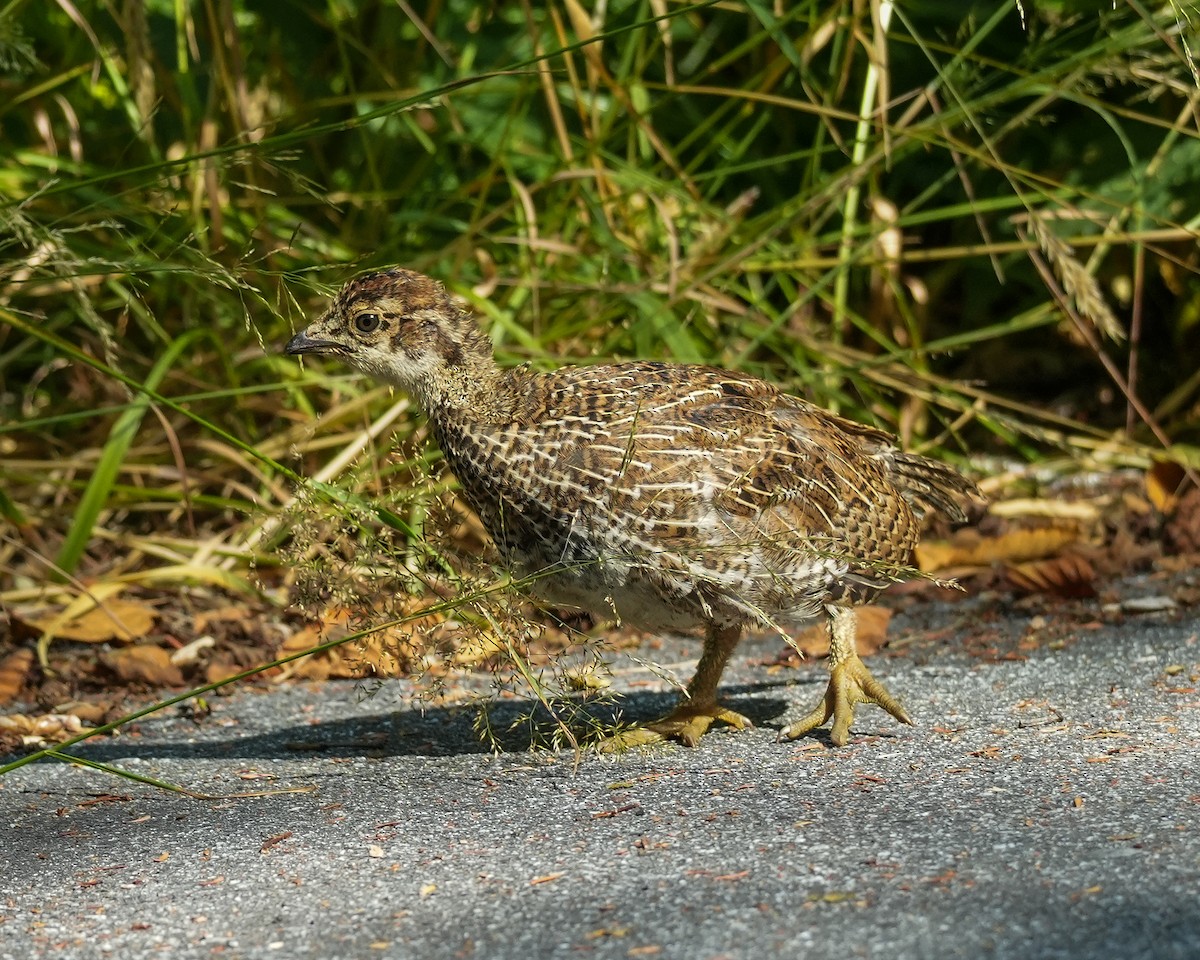 Sooty Grouse - Norm Lee