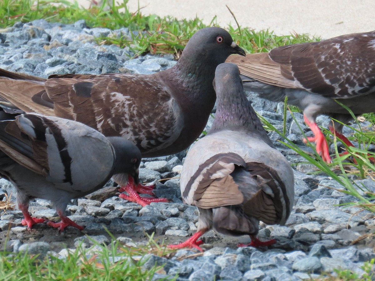 Rock Pigeon (Feral Pigeon) - ML621642935