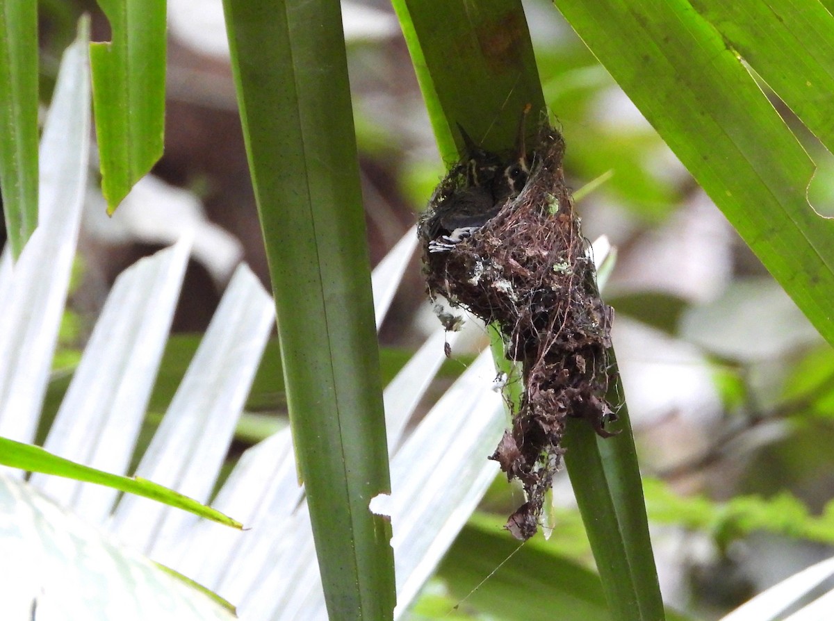 Long-billed Hermit (Central American) - ML621642943