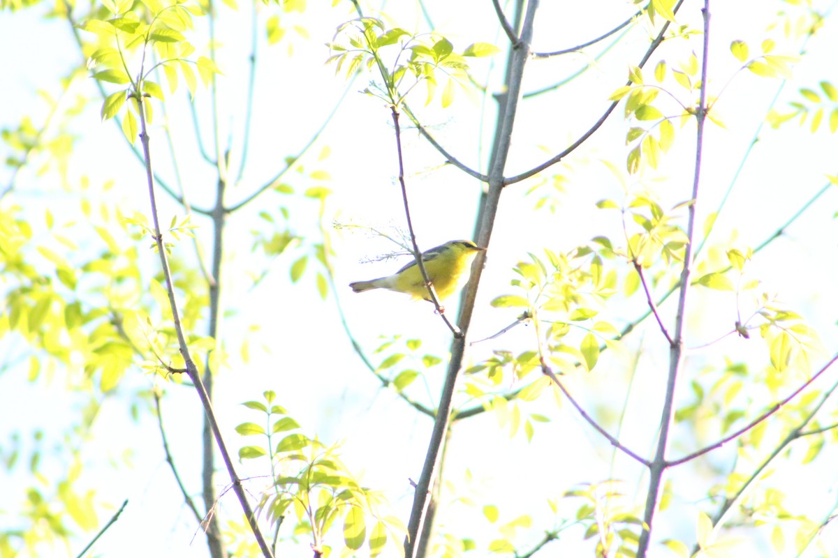 Blue-winged Warbler - ML621642953