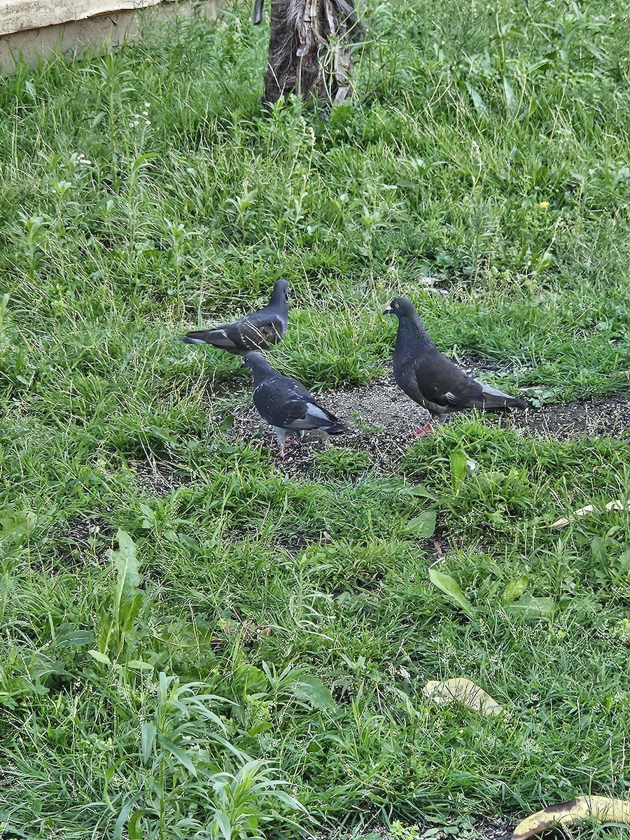 Rock Pigeon (Feral Pigeon) - ML621642955