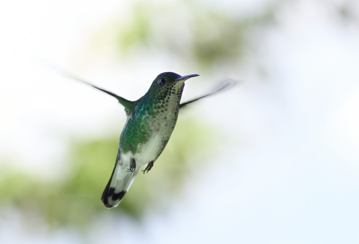 White-tailed Emerald - ML621642981